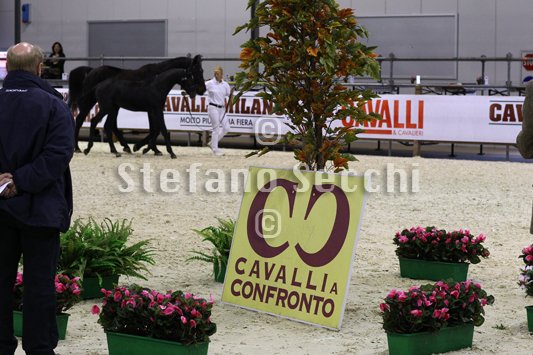 BELLY DANCER_MILANO_2010_SS3_7846.jpg